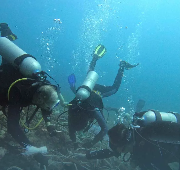 visual highlighting ocean carbon impacts