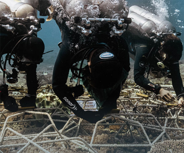 visual highlighting ocean carbon impacts