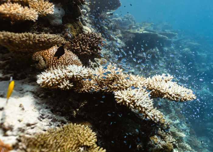 marine carbon-absorption capacity