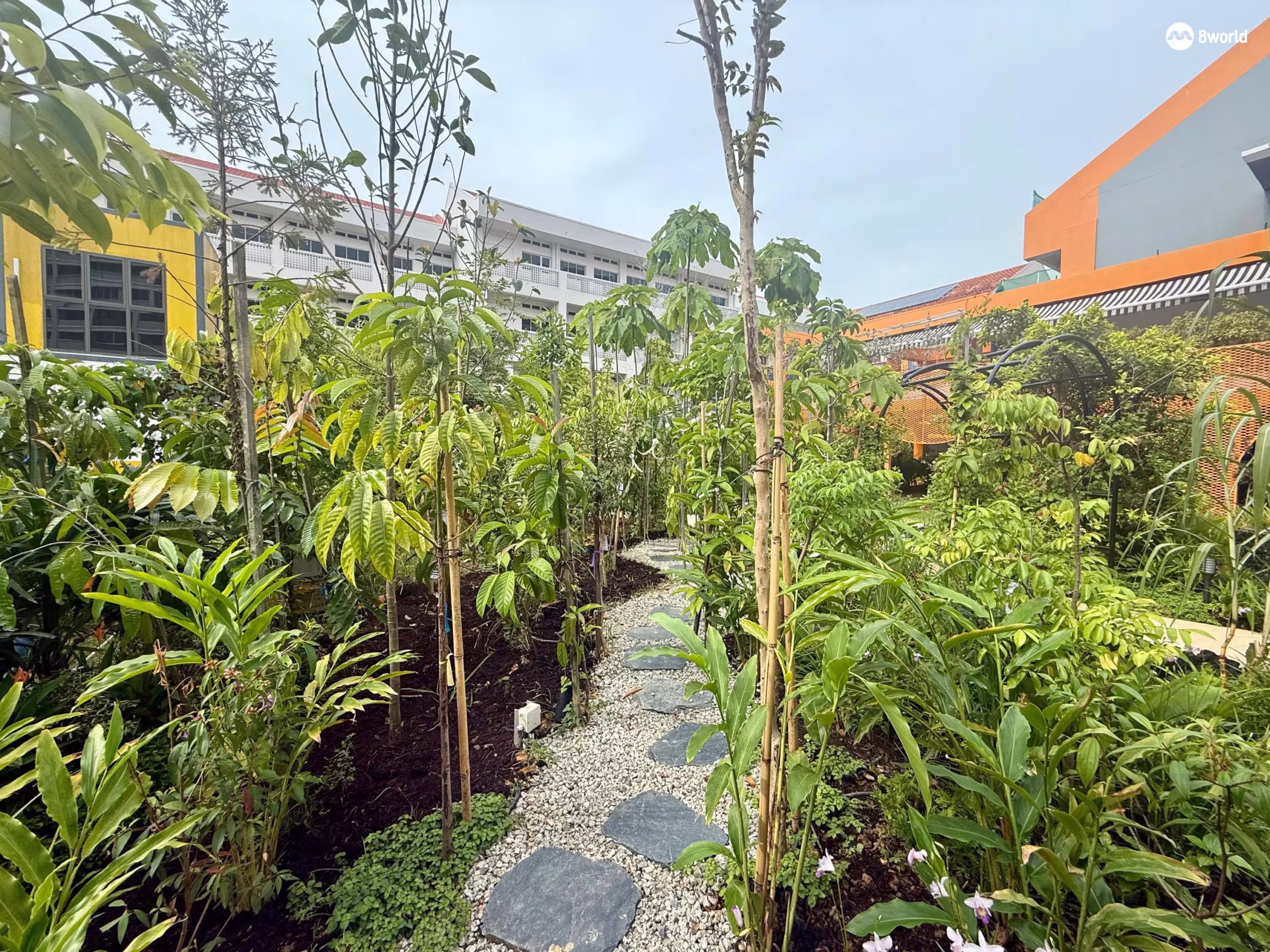 Tree Plantation to reduce Carbon Footprint